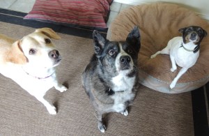 3 Dog Night