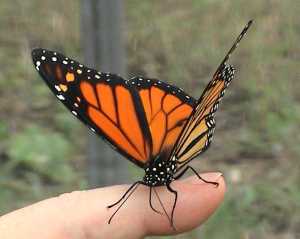 beautiful_Monarch_butterfly_by_butterfly_babe13