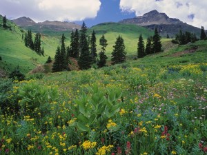 alpine-meadow